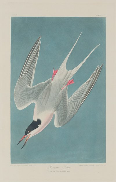 Roseate Tern by John James Audubon